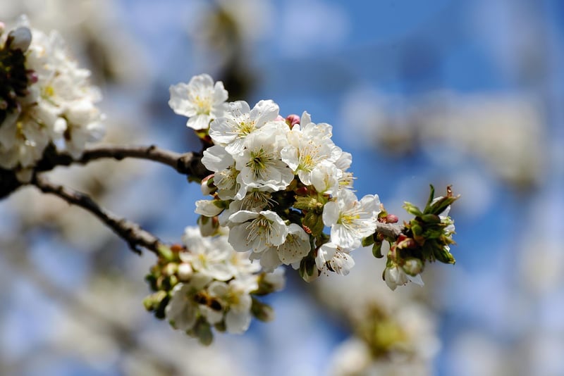 Apple Tree