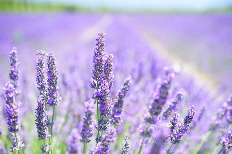 Bee on Lavender